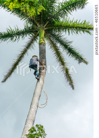 Adult male climbs coconut tree to get coco nuts 46510665