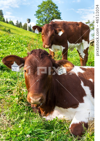 Cow pasture on beautiful Alps mountain meadow Cow pasture on beautiful Alps mountain meadow 46511034