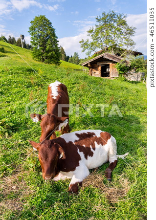 Cow pasture on beautiful Alps mountain meadow Cow pasture on beautiful Alps mountain meadow 46511035