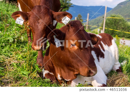 Cow pasture on beautiful Alps mountain meadow Cow pasture on beautiful Alps mountain meadow 46511036