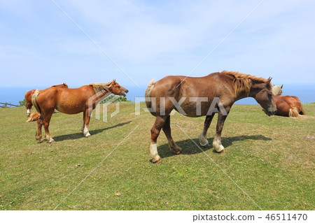 Horses on the Maten Cliffs Yawning 46511470