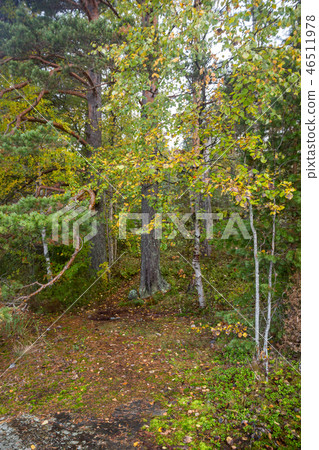 Yellow Green Autumn Forest Backdrop Pine  46511978