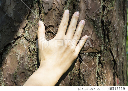 White male hand touching the bark  46512339