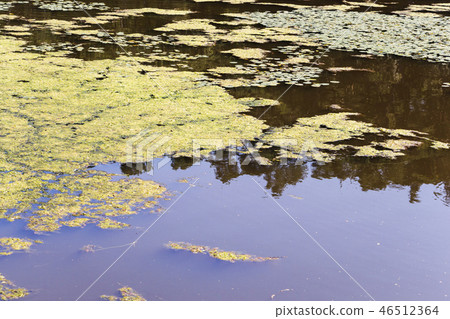 Closeup of an algal bloom  46512364