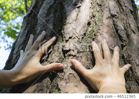 White male hand touching the bark 46512365