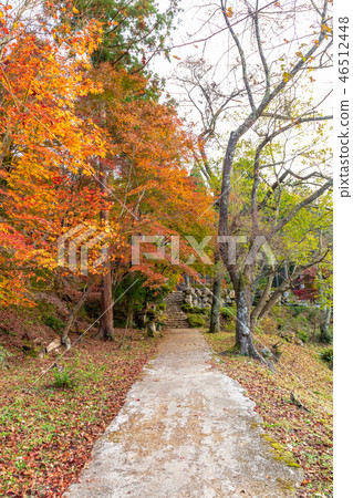 Self Takayama Ishidoji Autumn leaves 46512448