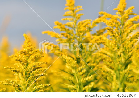 黃花 46512867