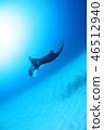 Sand Manta rays 46512940