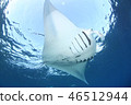Manta 46512944