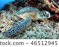 Green turtle 46512945