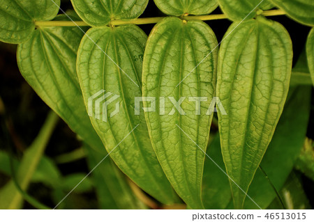 Green leaves of a plant. Green leaves of a plant. 46513015