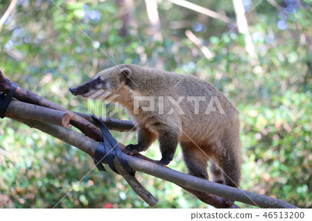 Red-beaked bear 46513200