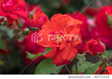 Red Rose Flower 46513324