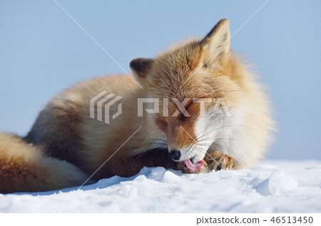 Kitakitsune Hokkaido To Groom Stock Photo