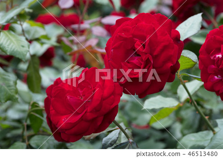 Red Rose Flower Red Rose Flower 46513480
