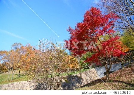 晚秋天公園槭樹秋葉 晚秋天公園槭樹秋葉 46513613