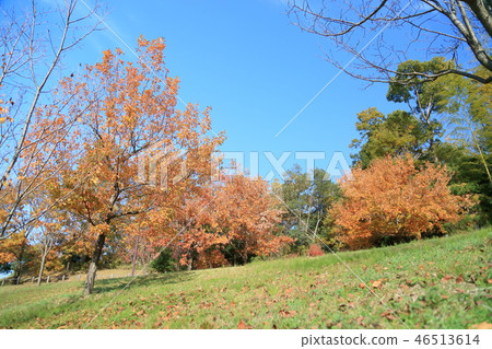 晚秋天公園明亮的黃色葉子 46513614