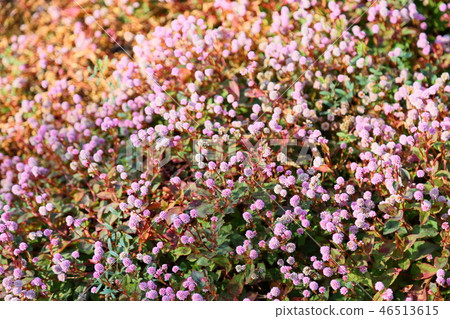 開花的花 46513615