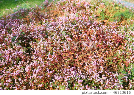 開花的花 46513616