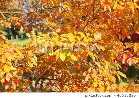 Late autumn park Konara yellow leaves 46513850