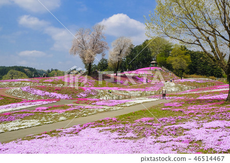 Spring Misato和Shiba Sakura Park 2017-3 46514467