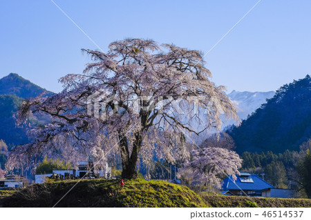 Cherry tree 2017-5 of the top land 46514537
