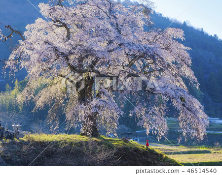 重疊櫻花2017-8 46514540