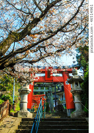 Sakura of Wakamiya Inari Shrine (Nagasaki 9 companies) [Nagasaki City] 46514961