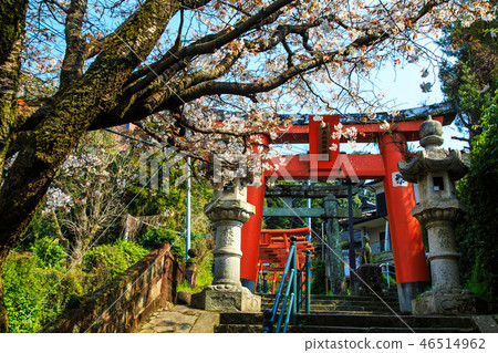 Sakura of Wakamiya Inari Shrine (Nagasaki 9 companies) [Nagasaki City] 46514962