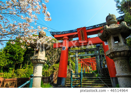 Sakura of Wakamiya Inari Shrine (Nagasaki 9 companies) [Nagasaki City] 46514964