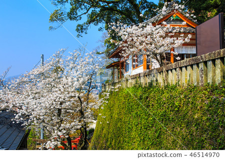 Sakura of Wakamiya Inari Shrine (Nagasaki 9 companies) [Nagasaki City] 46514970