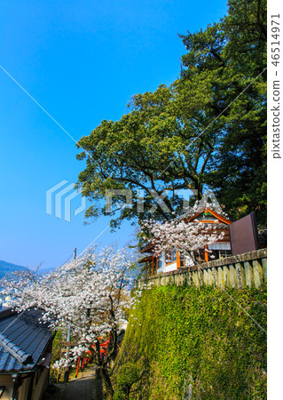 Sakura of Wakamiya Inari Shrine (Nagasaki 9 companies) [Nagasaki City] 46514971