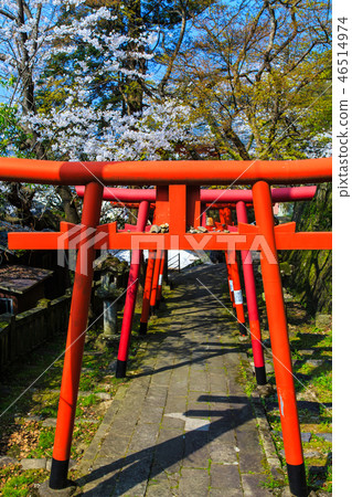 Sakura of Wakamiya Inari Shrine (Nagasaki 9 companies) [Nagasaki City] 46514974