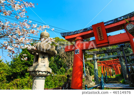 Sakura of Wakamiya Inari Shrine (Nagasaki 9 companies) [Nagasaki City] 46514976