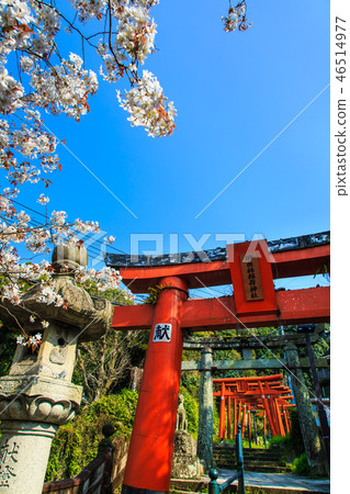 Sakura of Wakamiya Inari Shrine (Nagasaki 9 companies) [Nagasaki City] 46514977