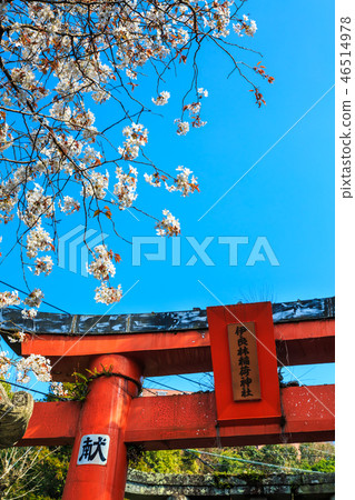 Sakura of Wakamiya Inari Shrine (Nagasaki 9 companies) [Nagasaki City] 46514978