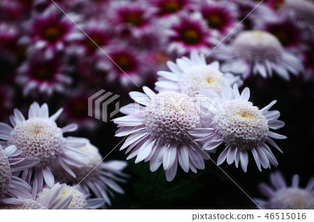 菊花壺媽媽花 46515016