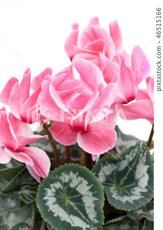 仙客來鮮花 仙客來鮮花 46515166