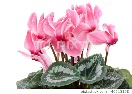 仙客來鮮花 46515168