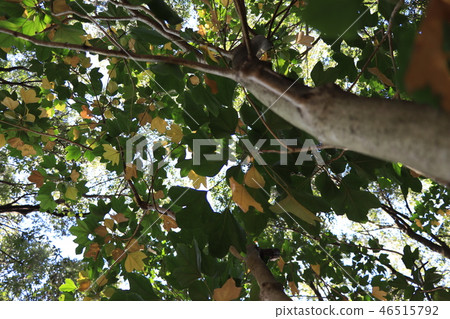 樹/ Kacremino有趣的名字 46515792