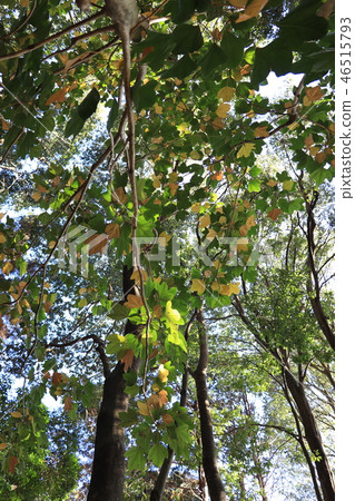 Tree / Kacremino of interesting name 46515793