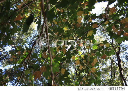 Tree / Kacremino of interesting name 46515794