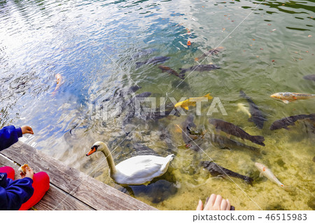 [Yamanashi Prefecture Southern Alps City] Inaga lake swans 46515983