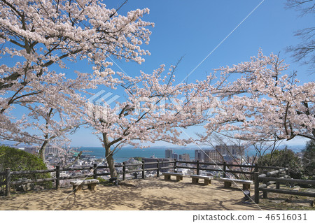 三井的櫻桃樹 46516031