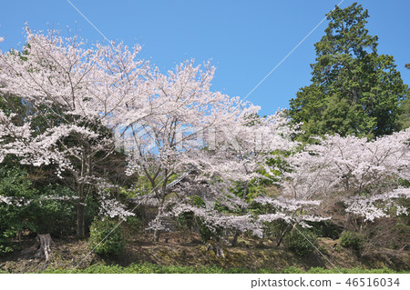 三井的櫻桃樹 46516034