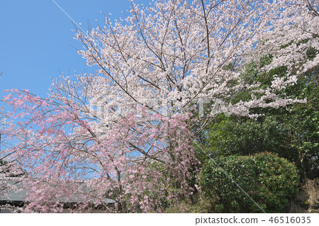 三井的櫻桃樹 46516035