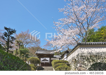 三井的櫻桃樹 三井的櫻桃樹 46516038