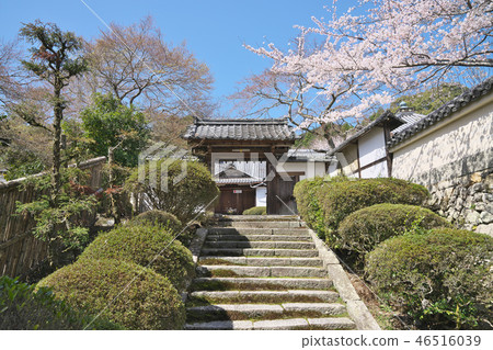 三井的櫻桃樹 46516039