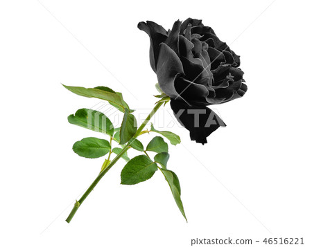 black rose with leaf isolated on white background black rose with leaf isolated on white background 46516221