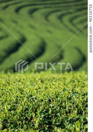 Tea plantation 46516758